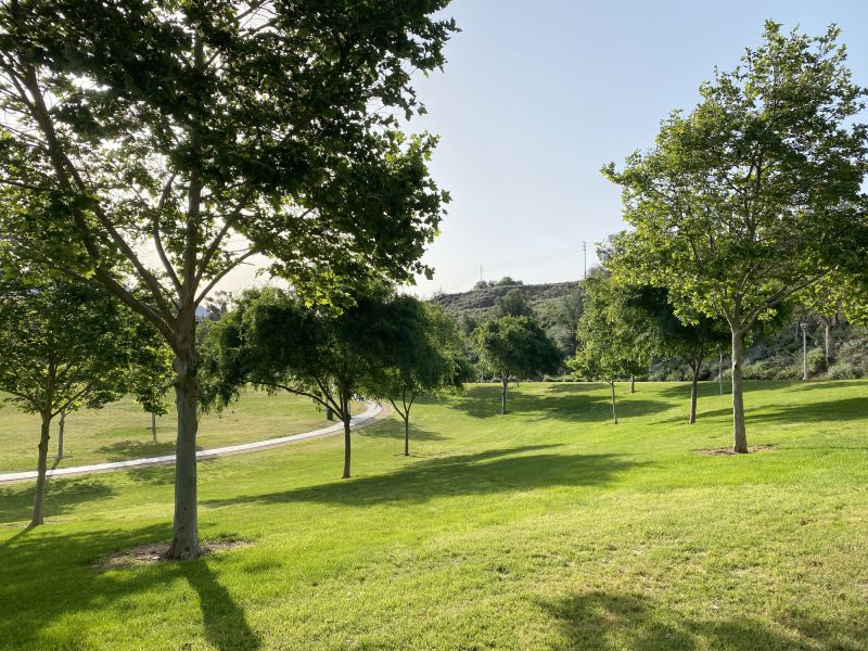 Tree Planting and Arrangement